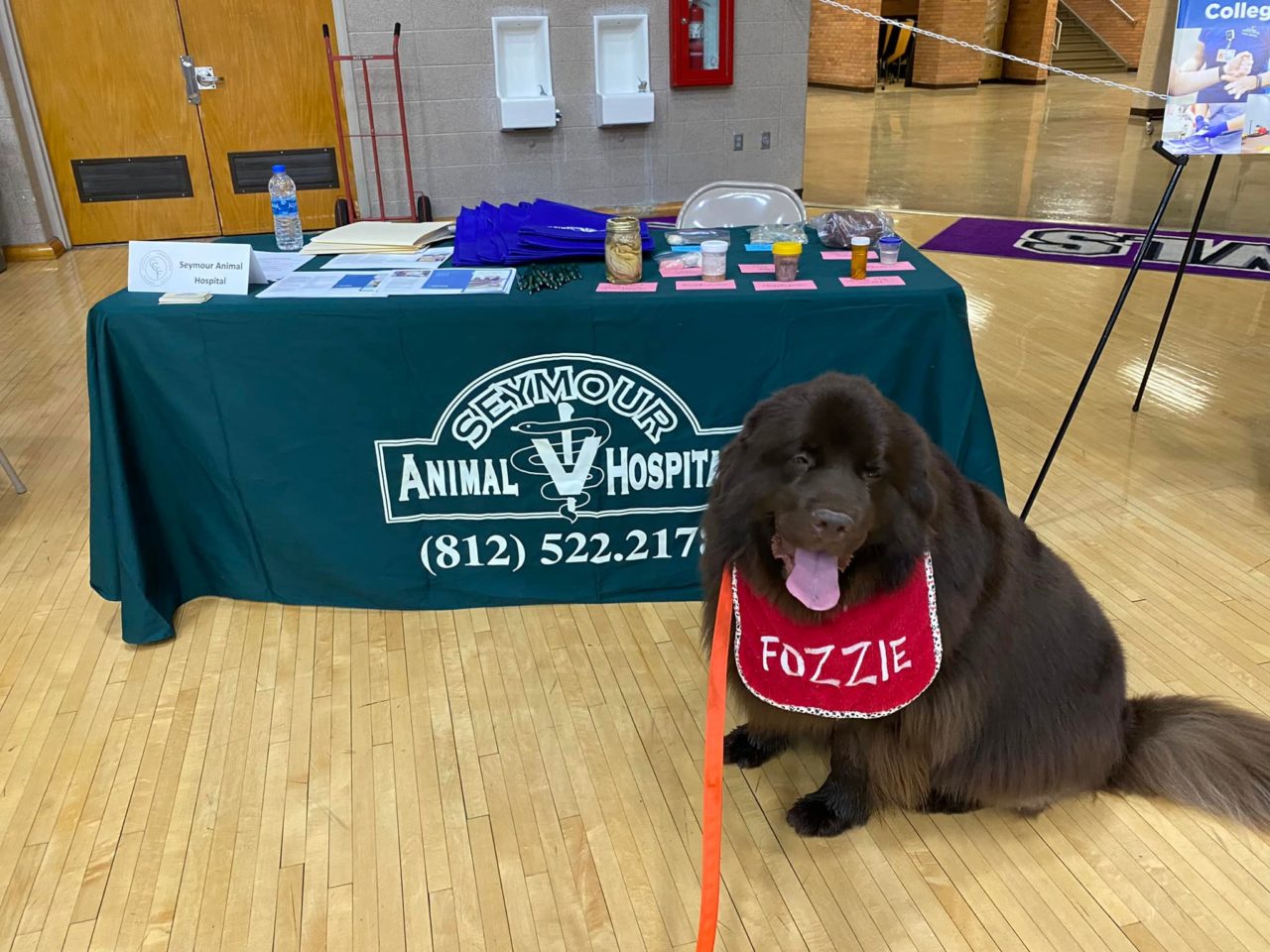 Vet Near Me Seymour, IN 47274 Seymour Animal Hospital