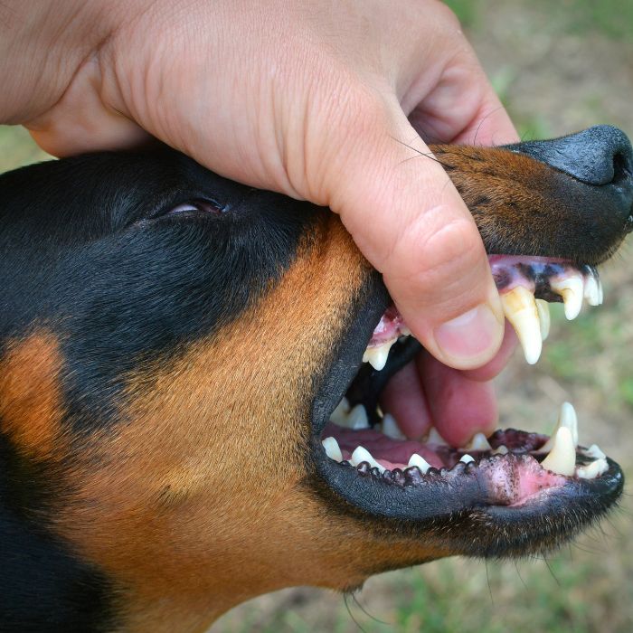 Vicious dog showing teeth and biting hand