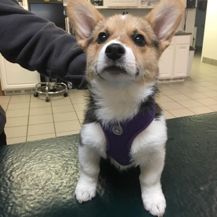 dog in the veterinary hospital